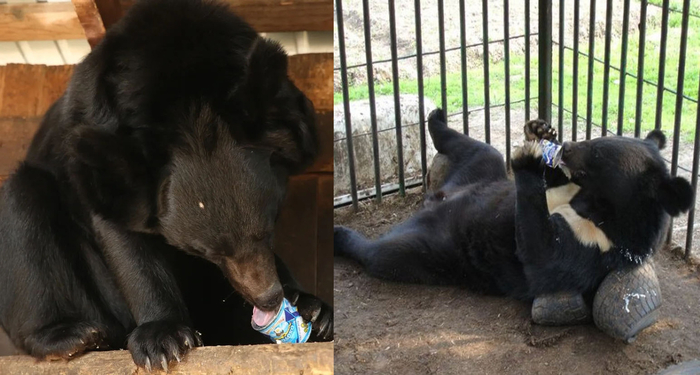 Сгущенку любят не только бурые медведи, а вообще все.