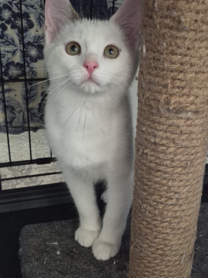 ����� �������� ���������