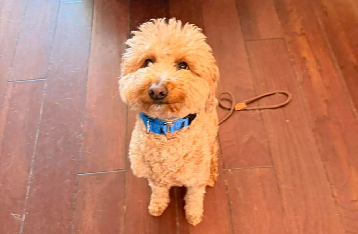 Она забыла или не догадалась оформить документы, и решила лететь без животного