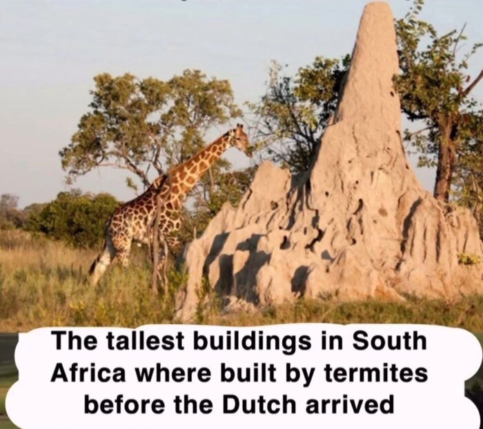 До прибытия голландцев самые высокие здания в Южной Африке были построены термитами