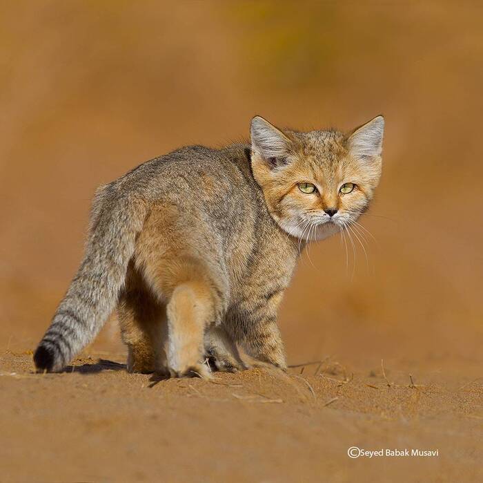 ���� � �� ���