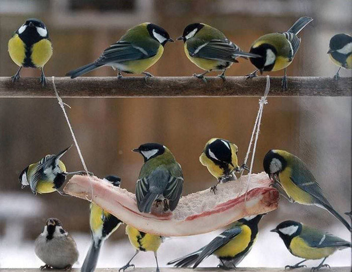 Так синицы вас помилуют и не станут выклевывать мозг.