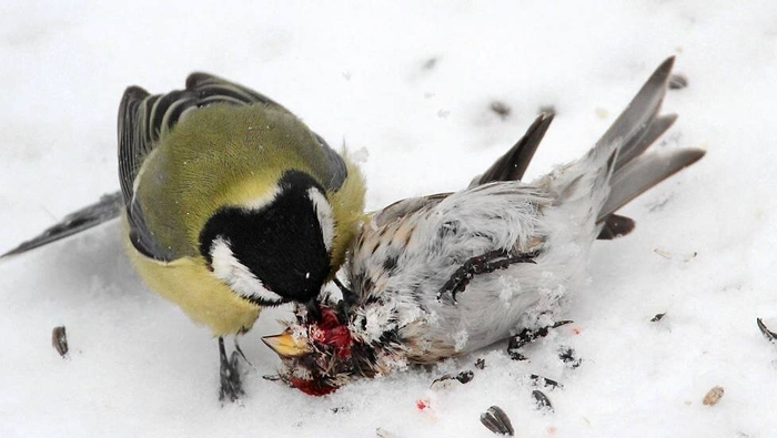 Съедая мозг своего врага, ты получаешь его жизненную силу!