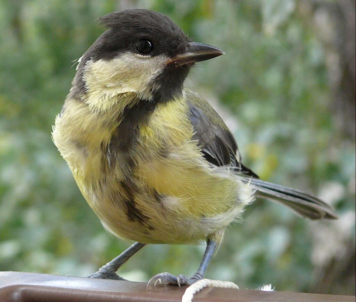 Но все они это одна большая мафиозная структура!