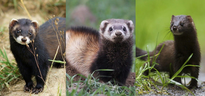 Слева направо: хорек лесной + хорек степной + норка европейская.