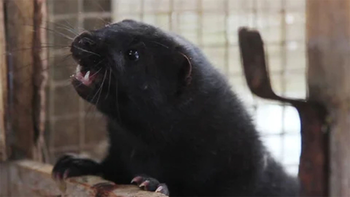 Так себе домашний питомец.