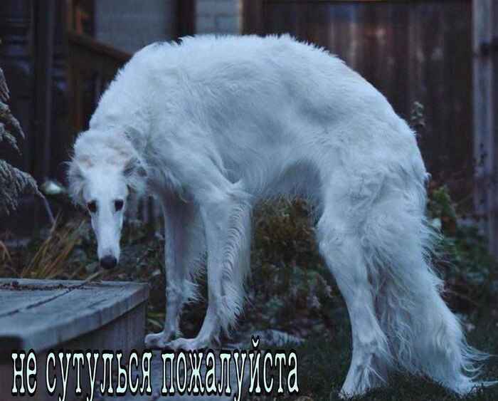 � ��������