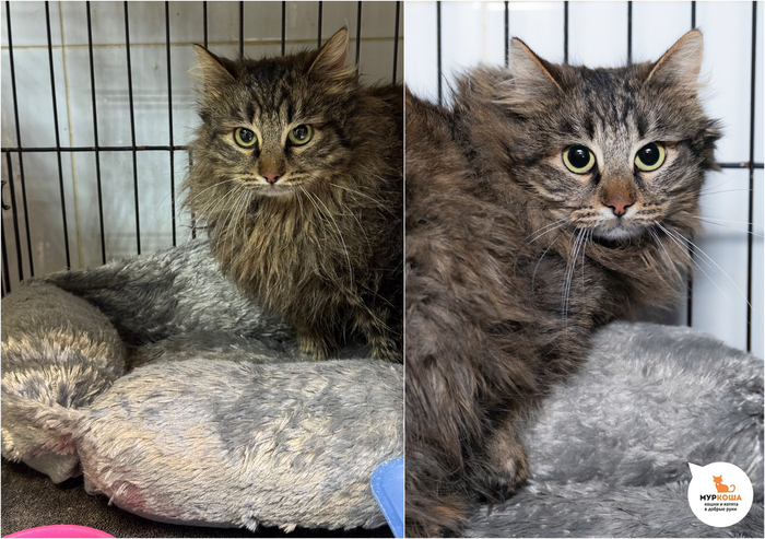 Кошка Шампуся, 2 года, нашли на улице.