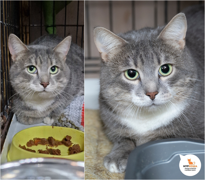 Кот Моррис, 2 года, домашний.