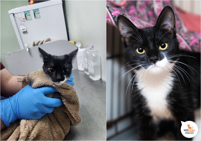 Котёнок-девочка Монарда, 6 месяцев, приехала с передержки.