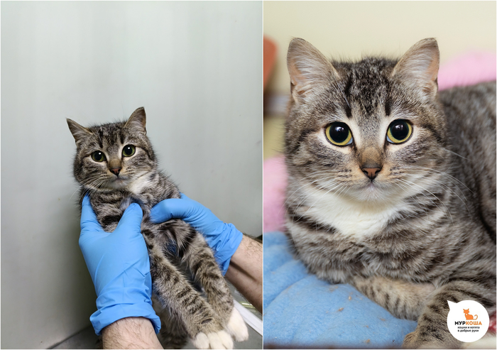 Котёнок-девочка Фета, 6 месяцев, найдена на улице.