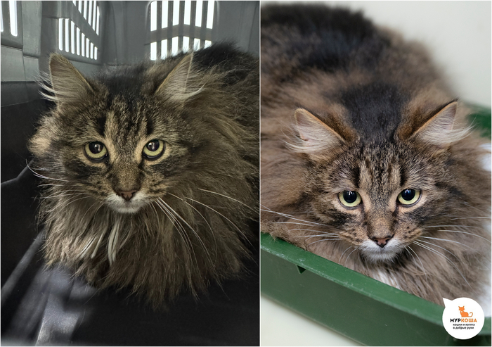 Кот Эйнар, 2 года, найден на улице у монастыря.