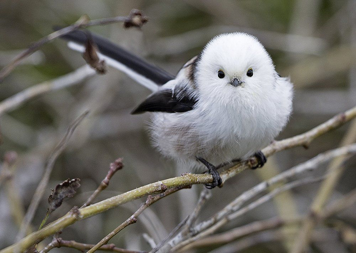 Если бы я была диснеевской принцессой, позвала бы эту птичку самой первой!