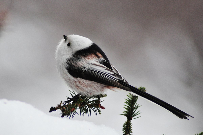 И правда. Есть в ней что-то от половника для супа...