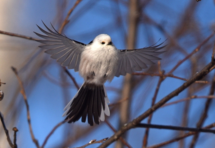 Снежный ангел.