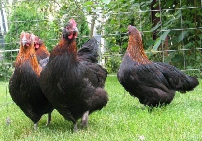 " �����! �� ��� ����? ���� ���� �� ��������? ����-�� ����� ������?"