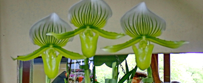 ������� ������������ �������� �������� ʸ������, ����������