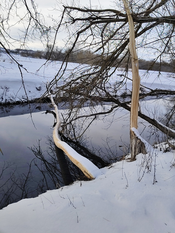 А вот это повалили и обглодали. Эдакая кожано-шерстяная бензопила на ножках. Жаль не заснял ни одного бобрика.
