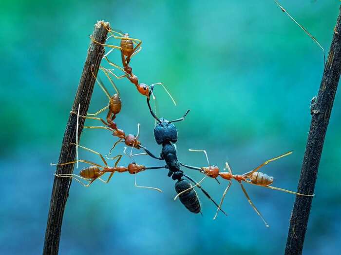 �������-������� (Oecophylla) ������� �������-���������� (Camponotus)