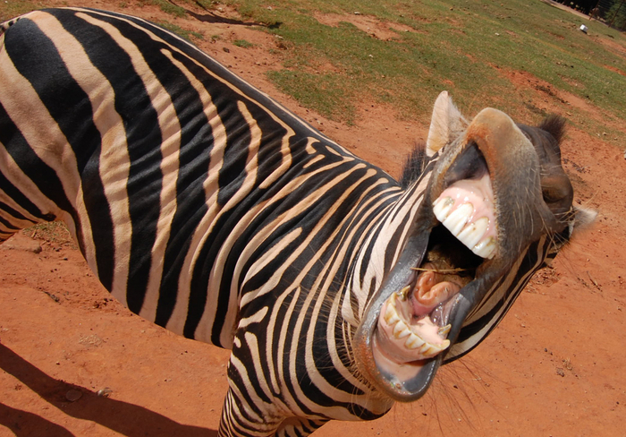 ������ �����, ����������� �� �����.