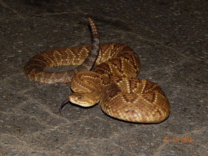 ������ ����� ������� ���������� ���������� ������ �� ����� ������. ������� ���� ������ ����� � ��������� ��� � ���, ������� ���������� ����� ������. � �������� ������ ���������� 1�2 ���� � ���.