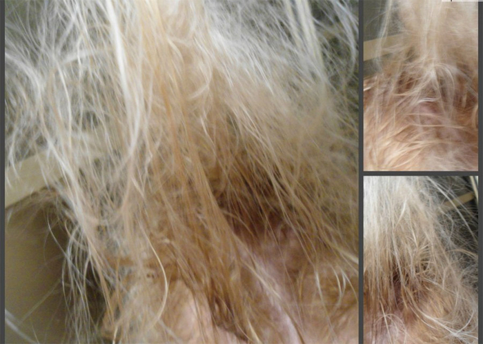 Реальные фото результата после мытья головы собачьим шампунем.