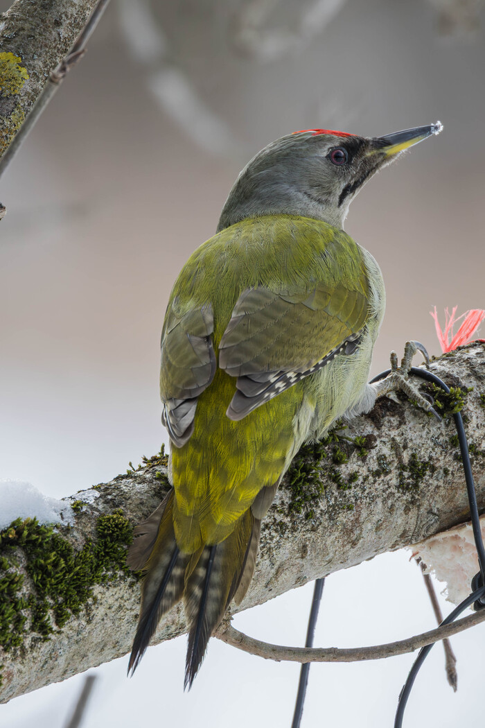 (���� �� ���� ��� ������� ��������)