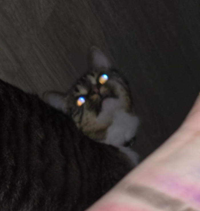 ������ (���)