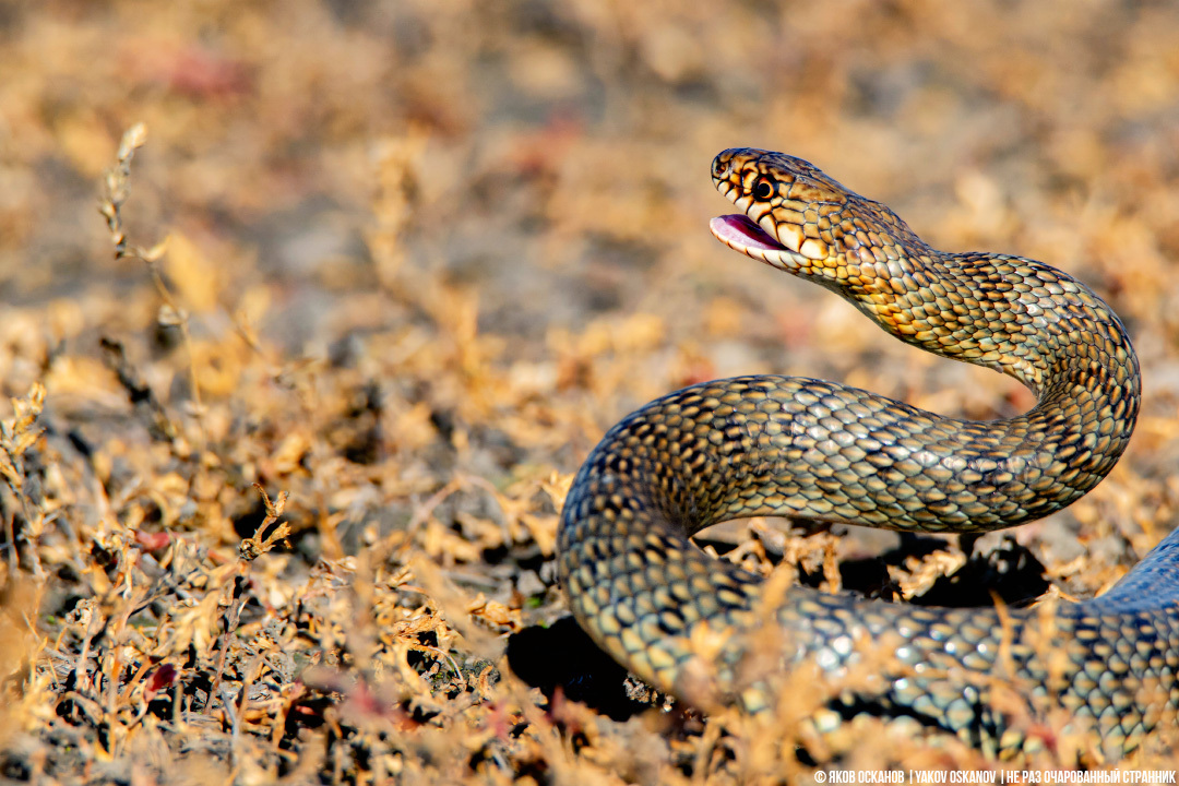 Yellowbelly or yellowbelly? Which is correct? - Series Cognitive, My, In the animal world, Rare view, Animals, Biology, Reptiles, Snake, Lizard, Longpost, Yellow-bellied