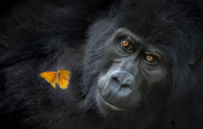 Победитель в категории "Портреты животных". Горилла наблюдает за бабочкой в национальном парке Бвинди в Уганде.//Фото: Mary Schrader/World Nature Photography Awards