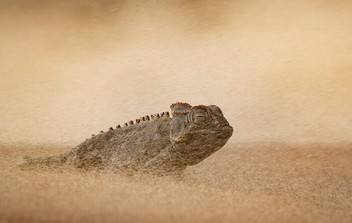 Победитель в категории "Поведение: амфибии и рептилии". Хамелеон Намаква в пустыне Намиб.//Фото: Dewald Tromp/World Nature Photography Awards