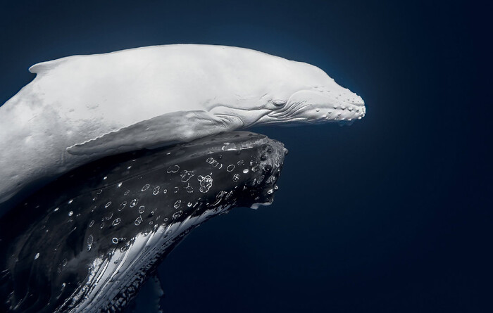Победитель фотоконкурса World Nature Photography Awards. Детеныш горбатого кита с матерью в тропических водах Вавау, Тонга.//Фото: Jono Allen/ World Nature Photography Award