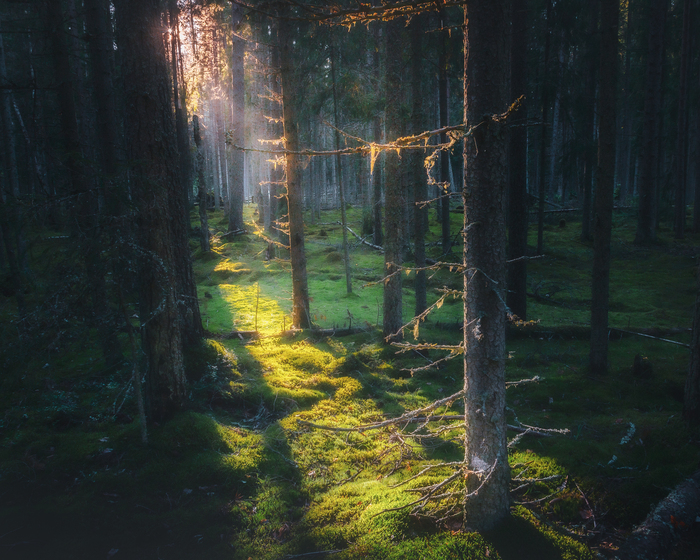 ����������� ������