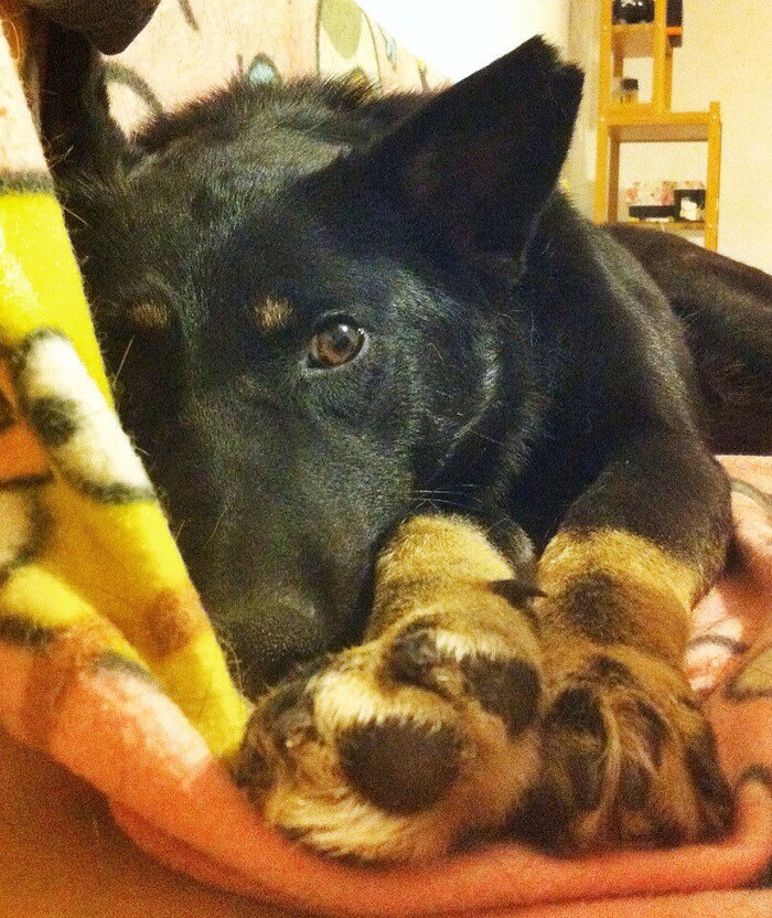 Первая домашняя фотография Чучи.