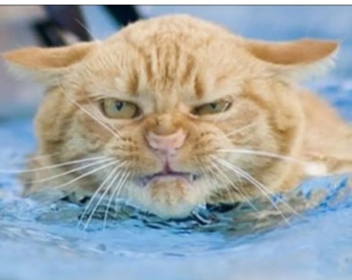 Котик не разбирается в сортах псин