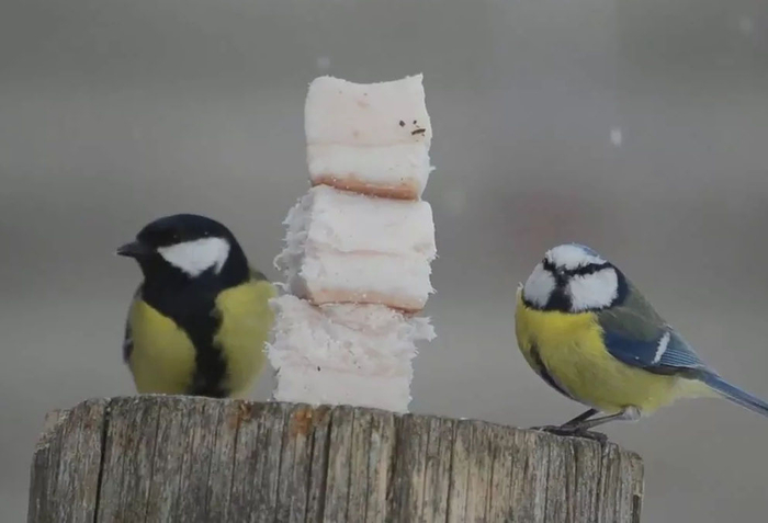 ����� ������.