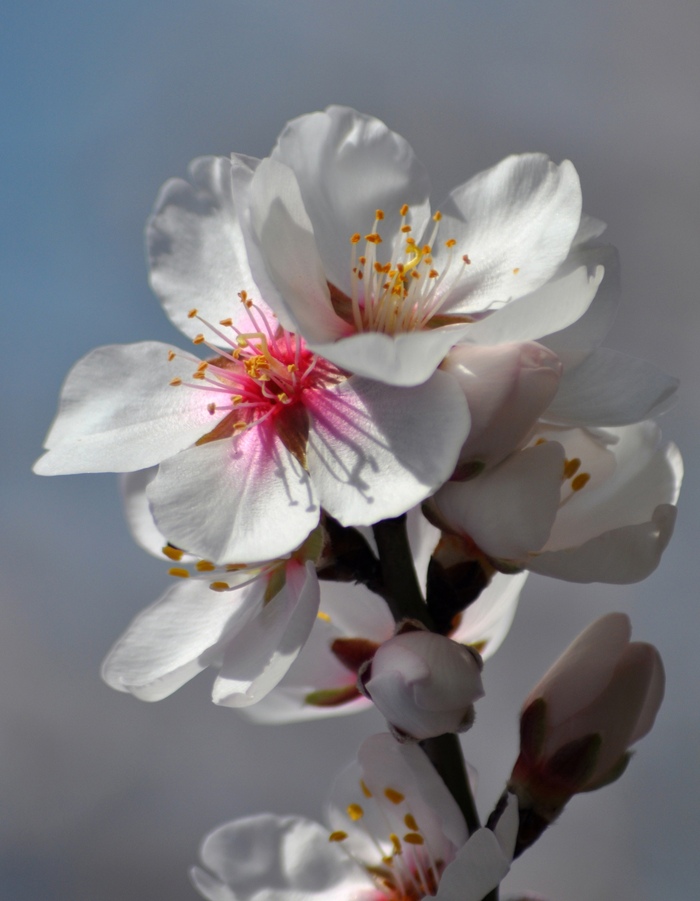 ������ �������. ���� �. ���.