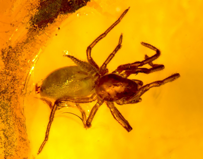 Личинка мантиспиды на пауке из балтийского янтаря возрастом в 45 млн лет. Представляете сколько миллионов лет они уже издеваются над пауками?