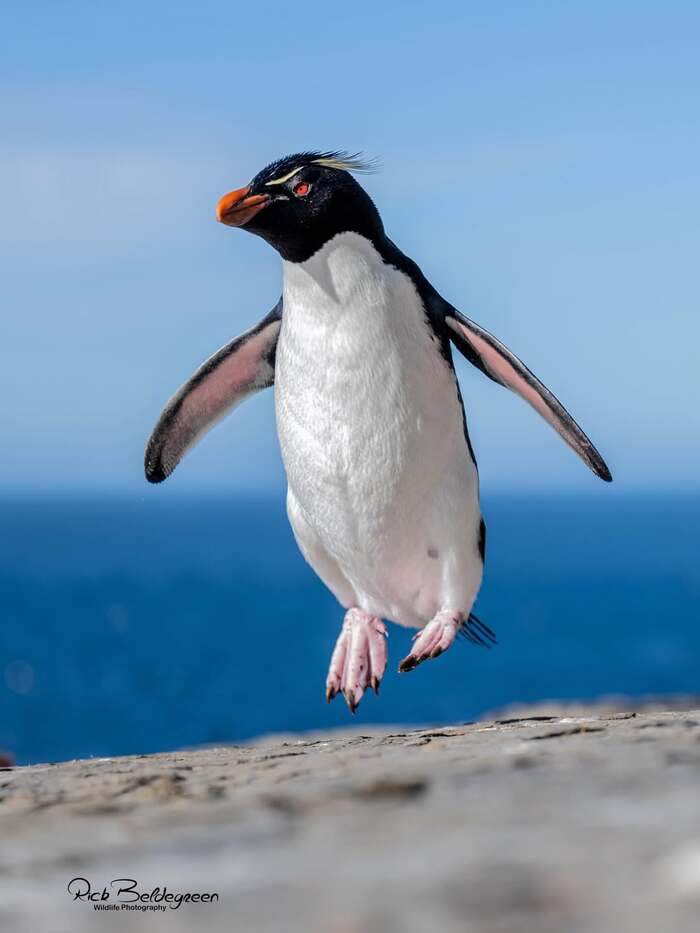 �������� �������.