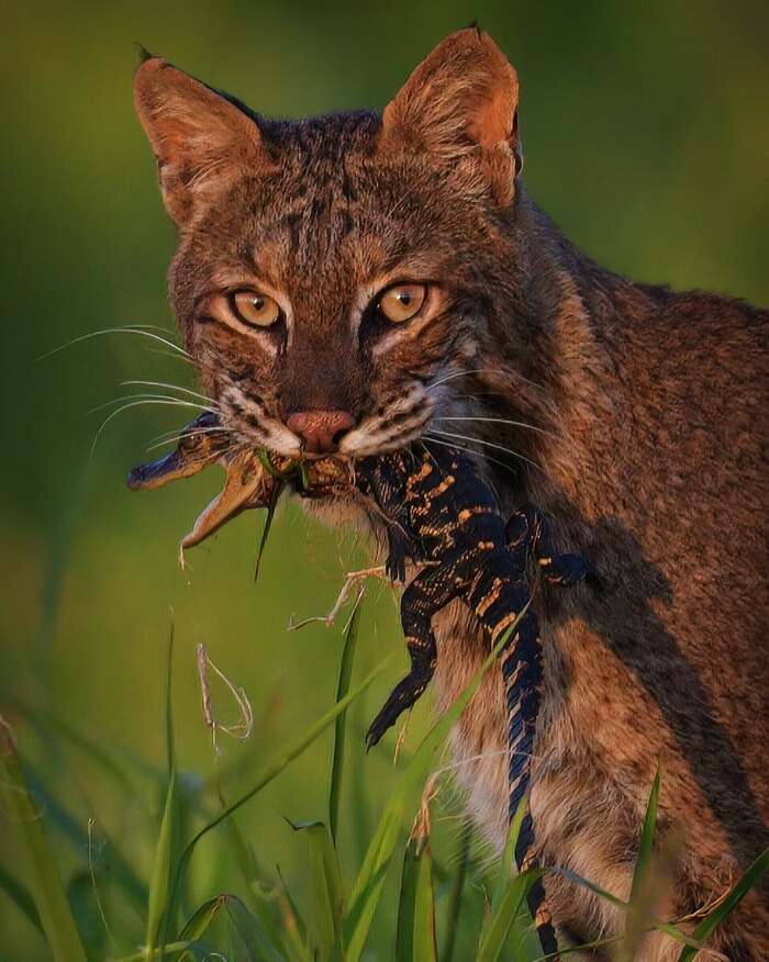 Рыжая рысь относит заблудившегося детёныша аллигатора домой