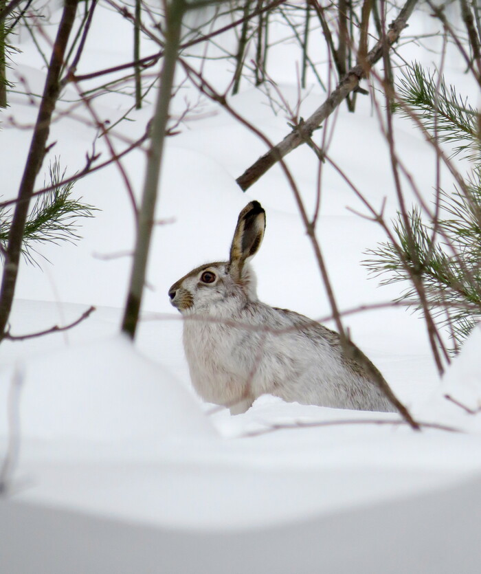 Заяц в зимней шубе