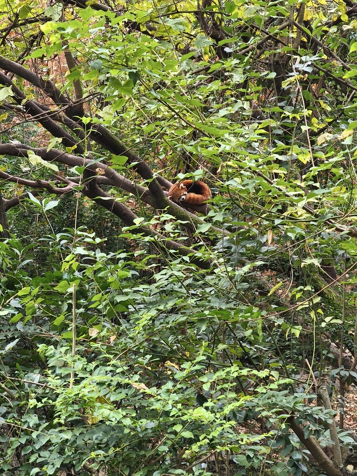 Красная панда