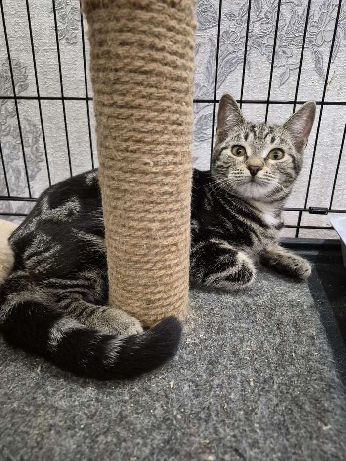 ������� 7 ���, �������������