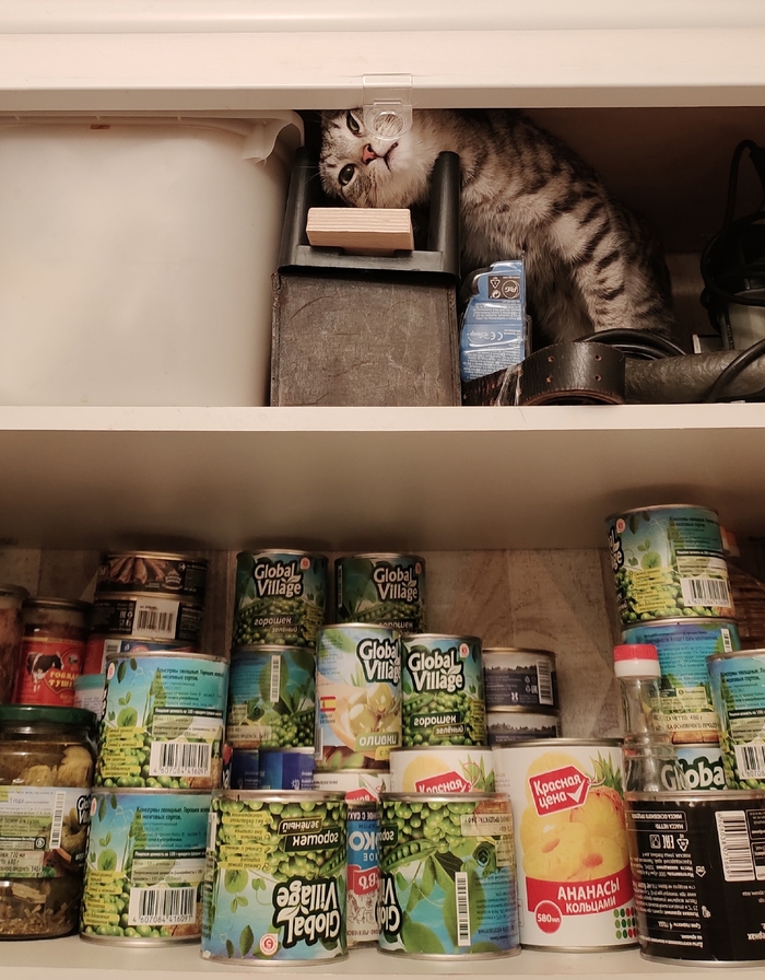 Мудрость от котика