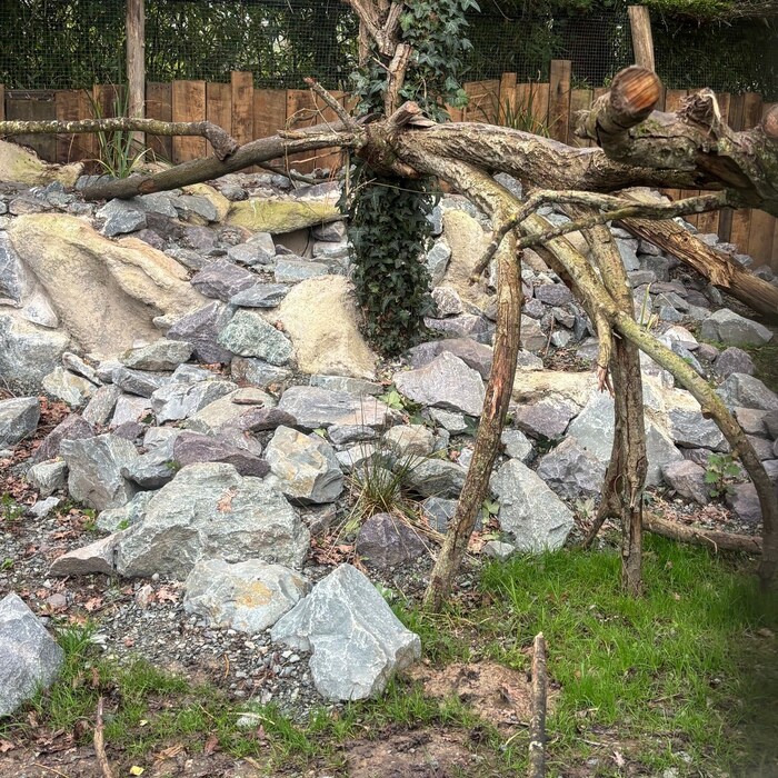 ����� ����