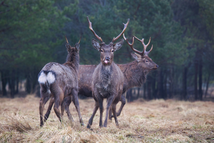 ������� � ���� ��������