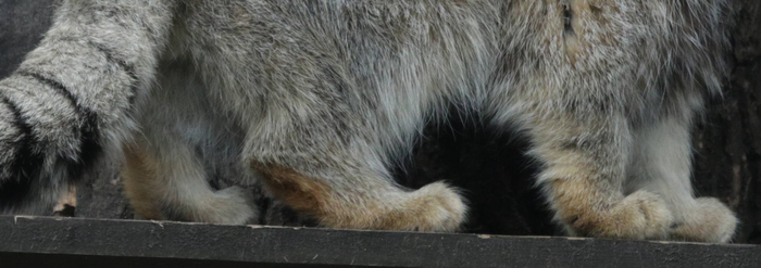 Фото <a href="https://pikabu.ru/story/i_chi_zhe_yeto_ocharovatelnyie_mokhnatyie_lapki_13749867?u=https%3A%2F%2Ft.me%2FMoscowzoo_official%2F10354&t=%D0%BE%D1%82%D1%81%D1%8E%D0%B4%D0%B0&h=f9e95f60e951184ccb4d4f10a326d1cb07fa8b26" title="https://t.me/Moscowzoo_official/10354" target="_blank" rel="nofollow noopener">отсюда</a>