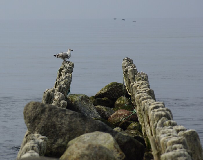 ������������ // ���������� ����