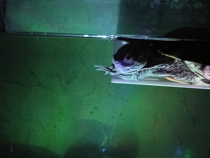 ���������� ��������