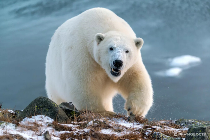 Белый медведь на мысе Кожевникова. Архивное фото